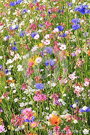 Wildflower meadow with various flowers Stock Photo