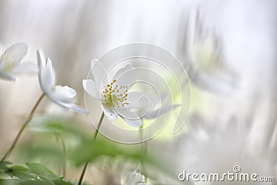 Wildflower minimalism - white spring wild flowers Stock Photo