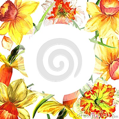 Wildflower Narcissus flower frame in a watercolor style isolated. Stock Photo