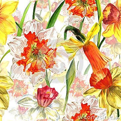 Wildflower Narcissus flower pattern in a watercolor style isolated. Stock Photo