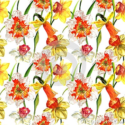 Wildflower Narcissus flower pattern in a watercolor style isolated. Stock Photo