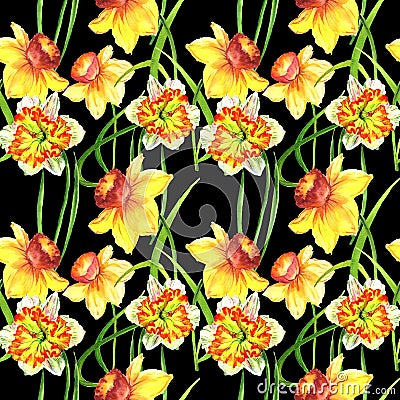 Wildflower Narcissus flower pattern in a watercolor style isolated. Stock Photo