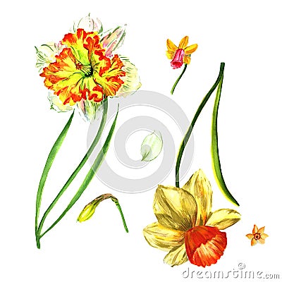 Wildflower Narcissus flower in a watercolor style isolated. Stock Photo