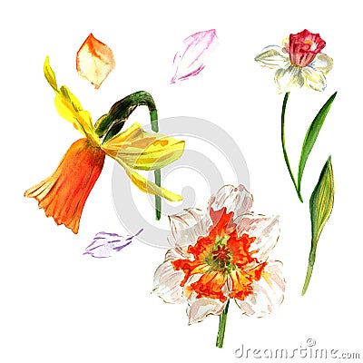 Wildflower Narcissus flower in a watercolor style isolated. Stock Photo