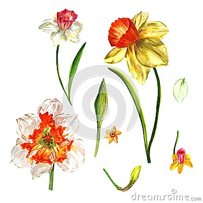 Wildflower Narcissus flower in a watercolor style isolated. Stock Photo