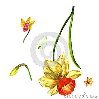 Wildflower Narcissus flower in a watercolor style isolated. Stock Photo