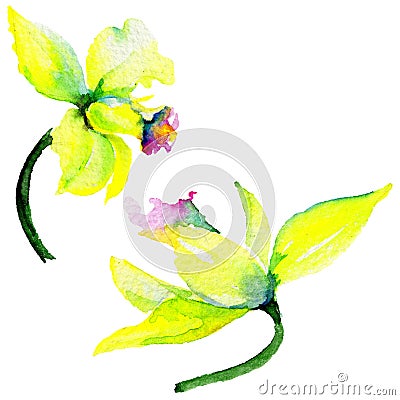 Wildflower narcissus flower in a watercolor style isolated. Stock Photo