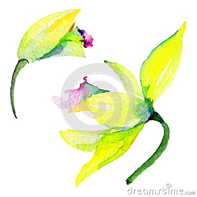 Wildflower narcissus flower in a watercolor style isolated. Stock Photo