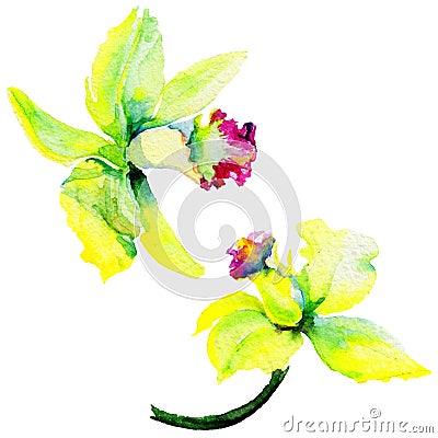 Wildflower narcissus flower in a watercolor style isolated. Stock Photo