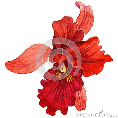 Wildflower orchid flower in a watercolor style isolated. Stock Photo