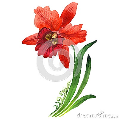 Wildflower orchid flower in a watercolor style isolated. Stock Photo