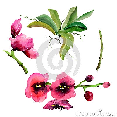 Wildflower orchid flower in a watercolor style isolated. Stock Photo