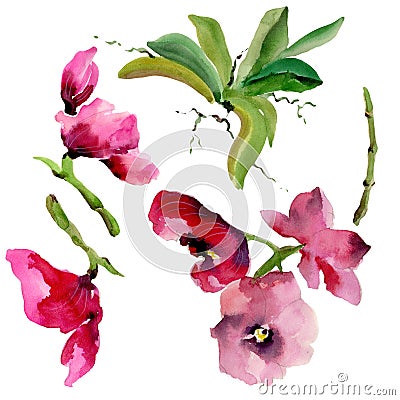 Wildflower orchid flower in a watercolor style isolated. Stock Photo