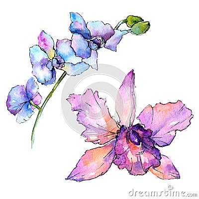 Wildflower orchid flower in a watercolor style isolated. Stock Photo