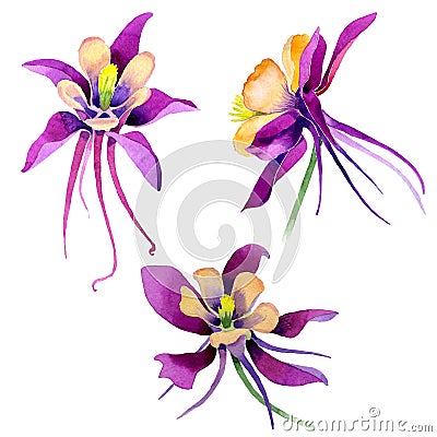 Wildflower orchid flower in a watercolor style isolated. Stock Photo