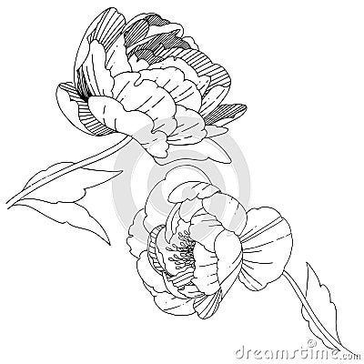 Wildflower peonies flower in a vector style isolated. Vector Illustration