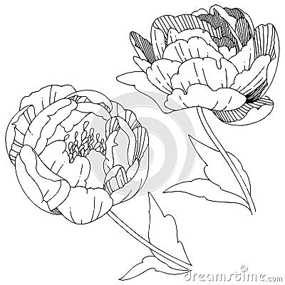 Wildflower peonies flower in a vector style isolated. Vector Illustration