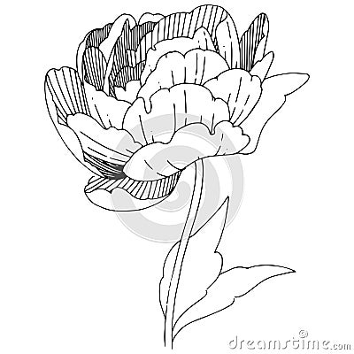 Wildflower peonies flower in a vector style isolated. Vector Illustration