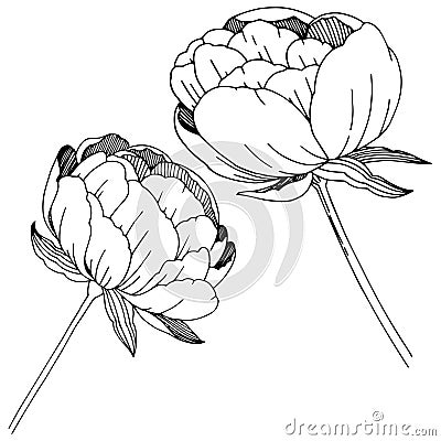 Wildflower peonies flower in a vector style isolated. Vector Illustration