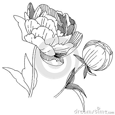 Wildflower peonies flower in a vector style isolated. Vector Illustration