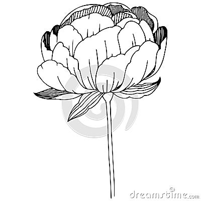 Wildflower peonies flower in a vector style isolated. Vector Illustration