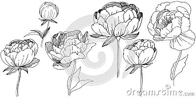 Wildflower peonies flower in a vector style isolated. Vector Illustration
