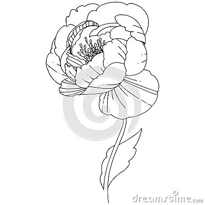 Wildflower peonies flower in a vector style isolated. Vector Illustration