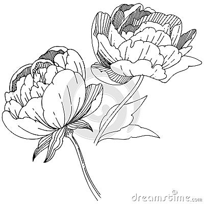 Wildflower peonies flower in a vector style isolated. Vector Illustration