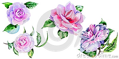 Wildflower peony, camelia flower in a watercolor style isolated. Stock Photo