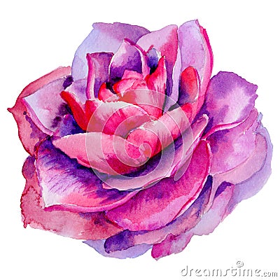 Wildflower peony, camelia flower in a watercolor style isolated. Stock Photo