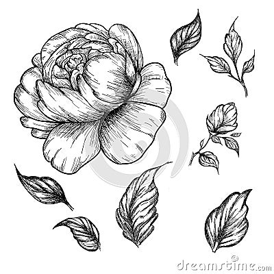 Wildflower peony flower. Hand drawn botanical art isolated on white background. Vector Illustration