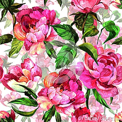 Wildflower peony flower in pattern a watercolor style. Stock Photo