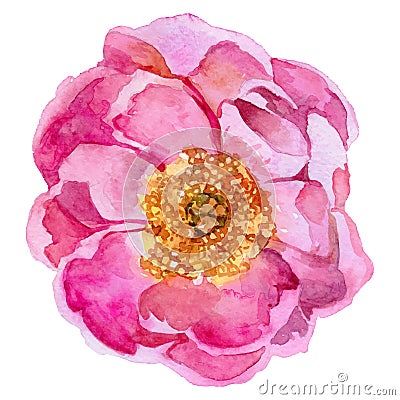 Wildflower peony flower in a vector style isolated. Vector Illustration