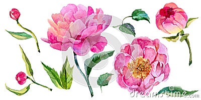 Wildflower peony flower in a watercolor style isolated. Stock Photo