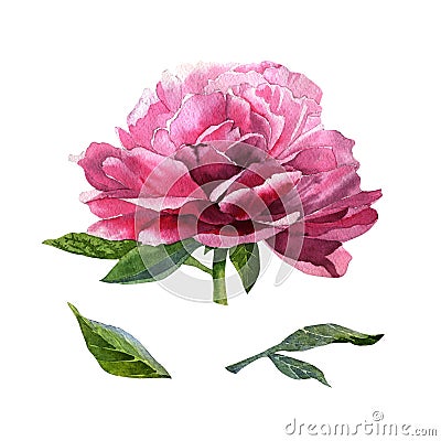 Wildflower peony flower in a watercolor style isolated. Stock Photo