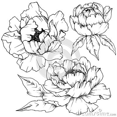 Wildflower peony in a vector style isolated. Vector Illustration