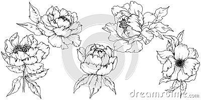 Wildflower peony in a vector style isolated. Vector Illustration