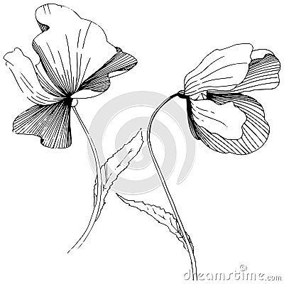 Wildflower poppies flower in a vector style isolated. Vector Illustration