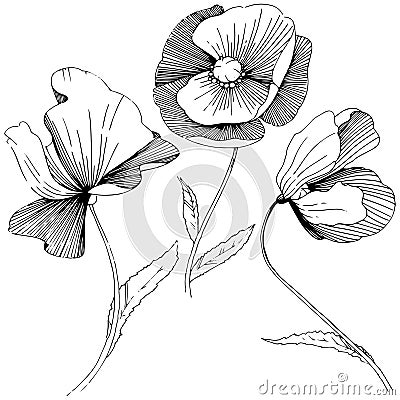 Wildflower poppies flower in a vector style isolated. Vector Illustration