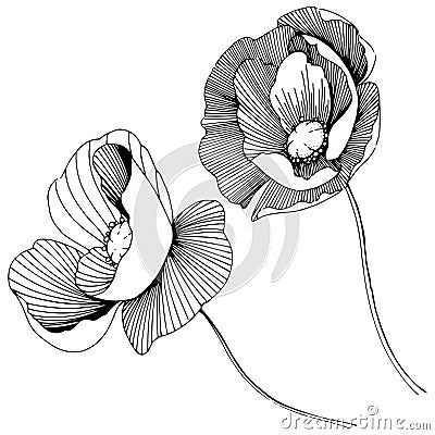 Wildflower poppies flower in a vector style isolated. Vector Illustration