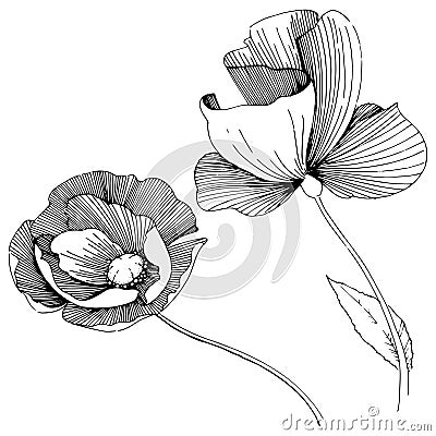 Wildflower poppies flower in a vector style isolated. Vector Illustration