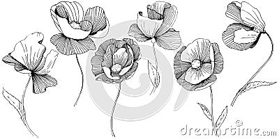 Wildflower poppies flower in a vector style isolated. Vector Illustration