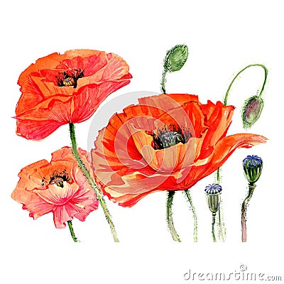 Wildflower poppies flower in a watercolor style isolated. Stock Photo