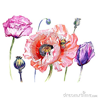 Wildflower poppies flower in a watercolor style isolated. Stock Photo