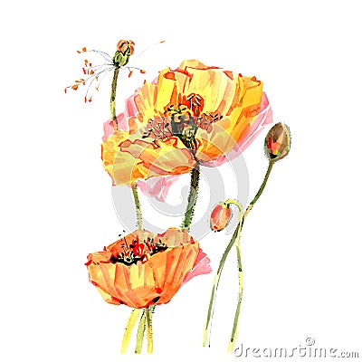 Wildflower poppy flower in a watercolor style isolated. Stock Photo