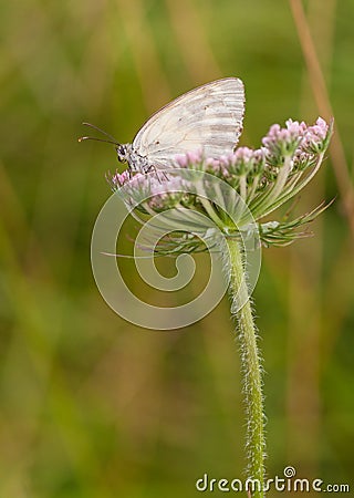 Wild Flower with Iberian Marbled White Stock Photo