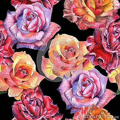 Wildflower rose flower pattern in a watercolor style isolated. Stock Photo