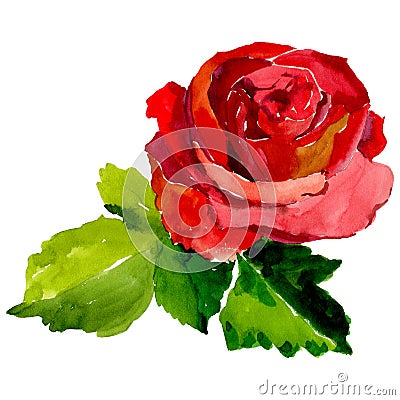 Wildflower rose flower in a watercolor style isolated. Stock Photo