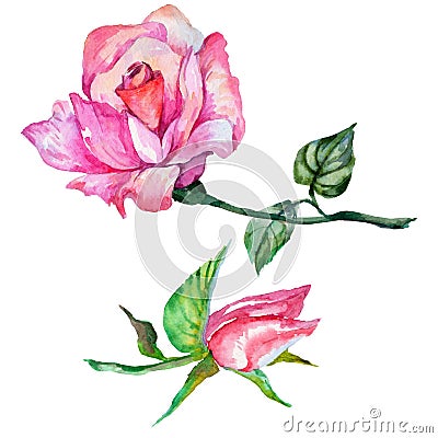 Wildflower rose flower in a watercolor style isolated. Stock Photo