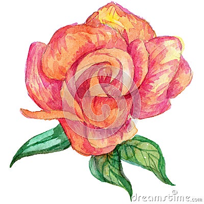 Wildflower rose flower in a watercolor style isolated. Stock Photo